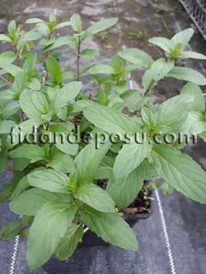 MENTHA PIPERITA (Mentollü nane )Bitkisi - 