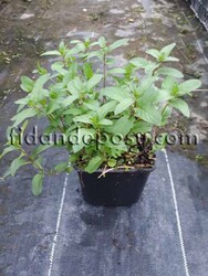 MENTHA PIPERITA (Mentollü nane )Bitkisi - 2