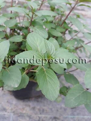 MENTHA PIPERITA (Mutfak nanesi) Bitkisi - 