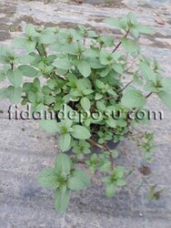 MENTHA PIPERITA (Mutfak nanesi) Bitkisi - 2