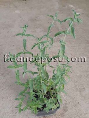 MENTHA PULEGİUM (Yabani nane,Yarpuz)BİTKİSİ - 