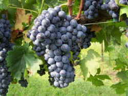 MERLOT ASMA FİDANI - 