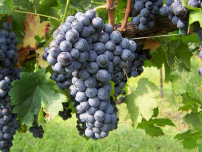 MERLOT ASMA FİDANI - 