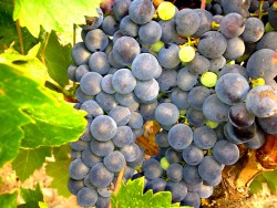 MERLOT ASMA FİDANI - 2