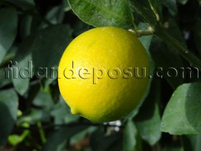 MEYER (YEDİVEREN) LİMON FİDANI - 