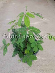 MİMOSA PUDİCA (Küstüm otu)BİTKİSİ - 1