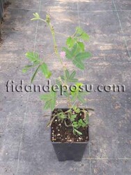 MİMOSA PUDİCA (Küstüm otu)BİTKİSİ - 2