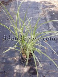 MİSCANTHUS SİNENSİS'VARİEGATUS'(Alacalı çin gümüşü otu) BİTKİSİ - 1