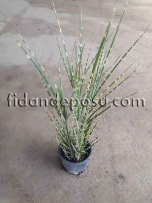 MİSCANTHUS SİNENSİS'ZEBRİNUS'( Çin gümüşü otu) BİTKİSİ - 