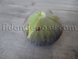 MOR GÜZ İNCİR FİDANI - 2