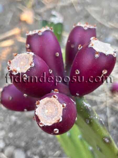 MOR MEYVELİ HİNT İNCİRİ (Opuntia ficus-indica) FİDANI
