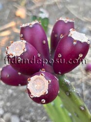 MOR MEYVELİ HİNT İNCİRİ (Opuntia ficus-indica) FİDANI - Thumbnail