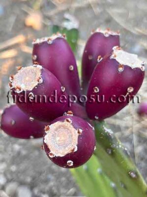 MOR MEYVELİ HİNT İNCİRİ (Opuntia ficus-indica) FİDANI - 