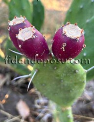 MOR MEYVELİ HİNT İNCİRİ (Opuntia ficus-indica) FİDANI - Thumbnail