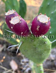 MOR MEYVELİ HİNT İNCİRİ (Opuntia ficus-indica) FİDANI - 2