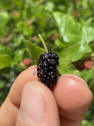 MORUS ROTUNDİLOBA ''MOJO BERRY'' DUT FİDANI - 2