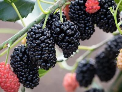 MORUS ROTUNDİLOBA ''MOJO BERRY'' DUT FİDANI - 