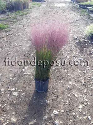 MUHLENBERGIA CAPILLARIS(Pembe pamuk şekeri çimi) BİTKİSİ - 