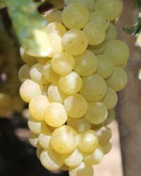 MÜŞKÜLE(YALI) ASMA FİDANI - 1