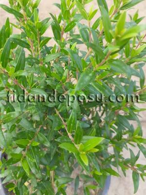 MYRTUS COMMUNIS (Bodur mersin) - 