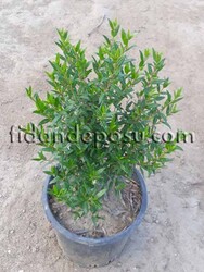 MYRTUS COMMUNIS (Bodur mersin) - Thumbnail