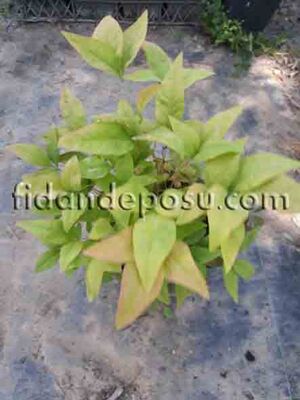 NANDINA DOMESTICA 'BLUSH PINK'(Bordo cennet bambusu)BİTKİSİ - 