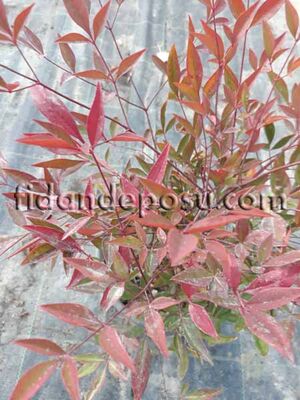 NANDINA DOMESTICA 'GULF STREAM'(Kırmızı cennet bambusu)BİTKİSİ - 