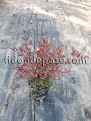 NANDINA DOMESTICA 'GULF STREAM'(Kırmızı cennet bambusu)BİTKİSİ - 2
