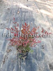 NANDINA DOMESTICA 'GULF STREAM'(Kırmızı cennet bambusu)BİTKİSİ - Thumbnail