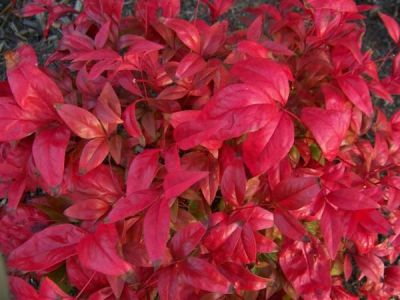  - NANDINA DOMESTICA 'FIREPOWER'(Bodur cennet bambusu)