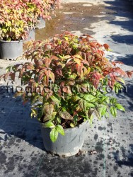 NANDINA DOMESTICA 'FIREPOWER'(Bodur cennet bambusu) - 3