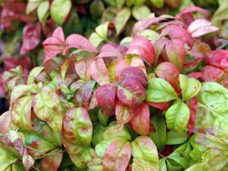 NANDINA DOMESTICA 'FIREPOWER'(Bodur cennet bambusu) - 2