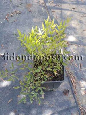 NANDINA DOMESTICA 'LEMON LIME'(Cennet Bambusu)BİTKİSİ - 