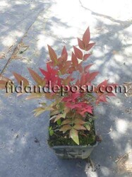 NANDINA DOMESTICA 'OBSESSED SEIKA'(Cennet bambusu)BİTKİSİ - 1