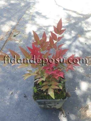 NANDINA DOMESTICA 'OBSESSED SEIKA'(Cennet bambusu)BİTKİSİ - 