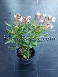 NERIUM OLEANDER 'PETİTE SALMON' (Bodur Somon renkli Zakkum) BİTKİSİ - Thumbnail