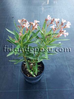 NERIUM OLEANDER 'PETİTE SALMON' (Bodur Somon renkli Zakkum) BİTKİSİ - 