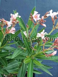 NERIUM OLEANDER 'PETİTE SALMON' (Bodur Somon renkli Zakkum) BİTKİSİ - 2