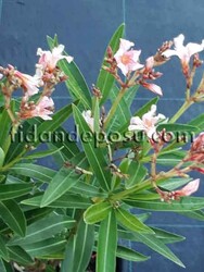 NERIUM OLEANDER 'PETİTE SALMON' (Bodur Somon renkli Zakkum) BİTKİSİ - Thumbnail