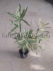 NERIUM OLEANDER VARIEGATUM(Alacalı Zakkum) BİTKİSİ - 2