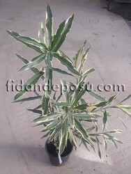 NERIUM OLEANDER VARIEGATUM(Alacalı Zakkum) BİTKİSİ - 3