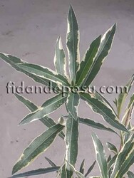 NERIUM OLEANDER VARIEGATUM(Alacalı Zakkum) BİTKİSİ - 4