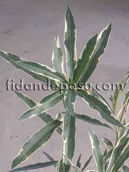 NERIUM OLEANDER VARIEGATUM(Alacalı Zakkum) BİTKİSİ - Thumbnail