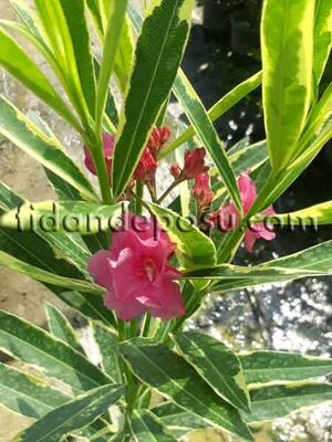 NERIUM OLEANDER VARIEGATUM(Alacalı Zakkum) BİTKİSİ - 