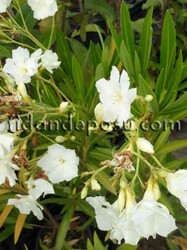 NERIUM OLEANDER(Beyaz çiçekli zakkum) BİTKİSİ - 1