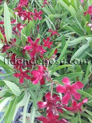 NERIUM OLEANDER(Kırmızı çiçekli zakkum) BİTKİSİ - 1