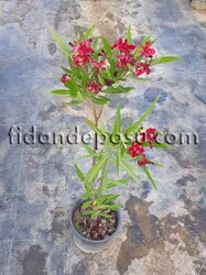 NERIUM OLEANDER(Kırmızı çiçekli zakkum) BİTKİSİ - 2