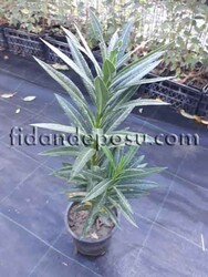 NERIUM OLEANDER(Pembe çiçekli zakkum) BİTKİSİ - 2