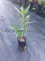NERIUM OLEANDER(Pembe çiçekli zakkum) BİTKİSİ - 3