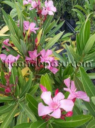 NERIUM OLEANDER(Pembe çiçekli zakkum) BİTKİSİ - 1